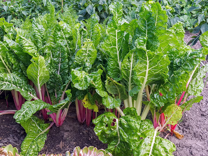 Swiss Chard (Daun Bit)